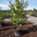 Gibson Gold dwarf apple tree in nursery container