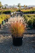Shining Star Little Bluestem in black nursery pot with blue-green blades and fluffy white seed heads at garden center