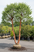 River Birch double stem tree showing two trunks with peeling cinnamon-salmon bark and graceful green canopy
