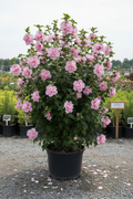 Althea Walberts Rose Moon Rose of Sharon in black nursery pot with soft pink double blooms