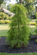 Rise-N-Fall Bald Cypress