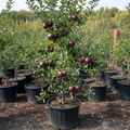 Arkansas Black dwarf apple tree in nursery container