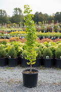 Ginkgo biloba starter tree 4 feet tall in 5 gallon black nursery pot with fan-shaped green leaves at garden center