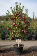 Crimson Crisp Semi-Dwarf Apple Tree in nursery container