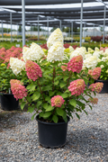 Quick Fire Fab panicle hydrangea in black nursery pot with large white to deep pink cone-shaped panicles