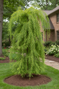 Falling Waters Bald Cypress