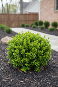 Buxus Wintergreen Boxwood