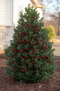 Monarch Holly