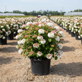 Viburnum carlesii Korean Spice Viburnum in black nursery trade container, rounded deciduous shrub with clusters of intensely fragrant pink-white snowball flowers, dark green textured leaves, outdoor nursery lot background