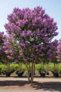 Purple Crape Myrtle in full bloom with rich deep purple flower clusters