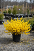Forsythia Mt Airy in black nursery pot with golden-yellow arching spring blooms at garden center