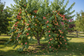 Belle of Georgia Peach tree with large white-fleshed peaches blushed red in a sunny orchard
