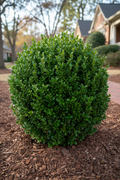 Boxwood Green Velvet