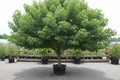 Sugar Maple tree nursery stock photo