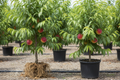 Big Red Peach 3' nursery stock