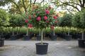 Althea 'Lucy' Rose of Sharon in tree form with deep rose-red double flowers in black nursery container