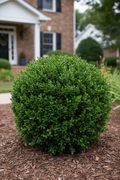 Sprinter Boxwood