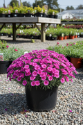 Dianthus Firewitch in black nursery pot with masses of magenta-pink fringed flowers and silvery blue-green foliage at garden center