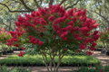Miss Frances crape myrtle with rich deep red blooms