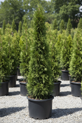 DeGroot's Spire Arborvitae extremely narrow twisted columnar evergreen in nursery container