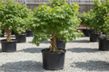 Trident Maple tree nursery stock photo