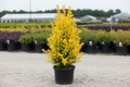Sunjoy Gold Pillar Barberry narrow upright columnar shrub with bright golden-yellow foliage, nursery stock