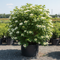 Blue Muffin Arrowwood Viburnum large specimen in black nursery trade container, white flower clusters, outdoor nursery lot background