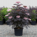 Black Lace® Elderberry with deeply cut dark purple lacy foliage and pink flower clusters in nursery container