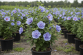 Althea 'Blue Chiffon®' Rose of Sharon with soft blue-lavender flowers in black nursery container