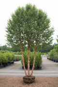 Heritage River Birch three stem clump showing full tree with peeling cinnamon-salmon bark in nursery setting