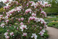 Betty Magnolia with deep purple-pink tulip-shaped blooms in a garden landscape