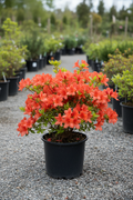 Mandarin Lights Azalea in black nursery pot with vivid orange-red blooms at garden center