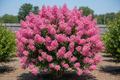 Center Stage Pink crape myrtle with bright pink blooms in compact upright form