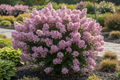 Princess Zoey crapemyrtle with soft pink-lavender blooms in compact rounded form