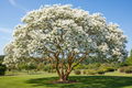 Natchez crape myrtle with pure white blooms and cinnamon exfoliating bark