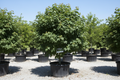 Sun Valley Red Maple tree nursery stock photo