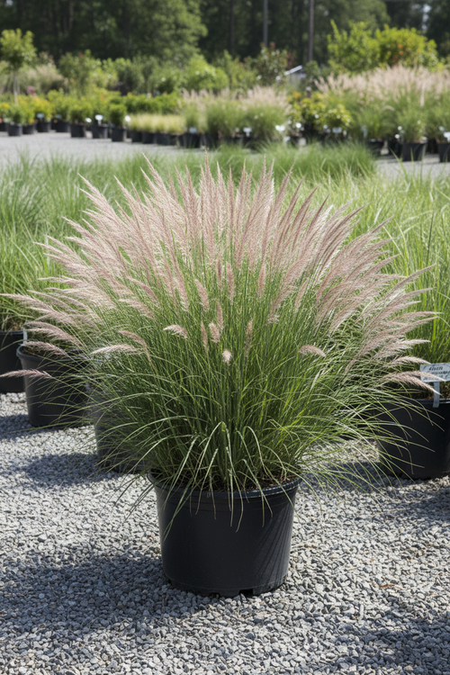 Adagio Maiden Grass in black nursery pot with silvery-green arching blades and feathery plumes at garden center