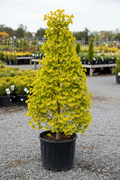 Ginkgo Presidential Gold tree in black nursery pot with fan-shaped green leaves and pyramidal form at garden center