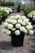 Invincibelle Wee White dwarf smooth hydrangea in black nursery pot covered in large round pure white flower clusters