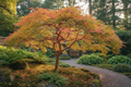 Sango Kaku Japanese Maple with coral-red bark in a garden landscape