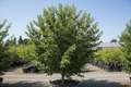 Bing Cherry tree with clusters of deep red mahogany cherries ripening on branches with lush green foliage