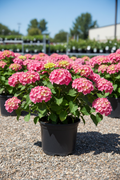 Wee Bit Giddy bigleaf hydrangea in black nursery pot with large round bright rosy pink mophead flower clusters