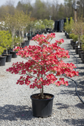 Cherokee Brave Dogwood in black nursery pot with deep rose-red and white blooms at garden center