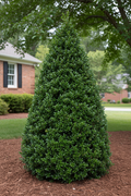Boxwood Green Mountain Cone Topiary