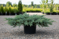 Bar Harbor Juniper low spreading groundcover with blue-green foliage, nursery stock
