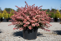 Barberry Rosy Glow shrub with rose-pink and burgundy variegated foliage, nursery stock