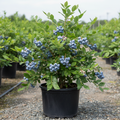 Climax blueberry bush in 3-gallon nursery container