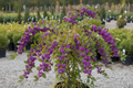Early Amethyst Beautyberry shrub with vivid violet-purple berry clusters on arching branches, nursery stock