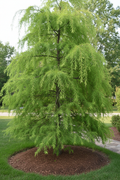 Weeping Bald Cypress