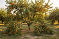 Goldcot Apricot Tree